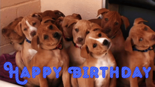 Happy-Birthday-Gif-with-a-Dog-2.gif - Healthy Tips