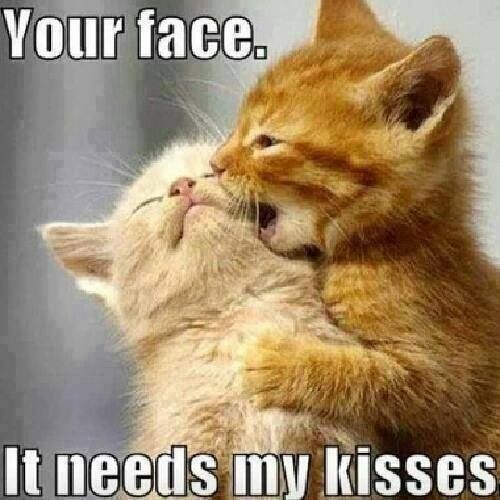 kittens kiss