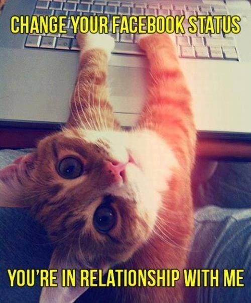 red cat and facebook status