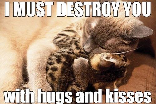 cats and hugs and kisses