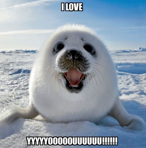 cute seal and a declaration of love