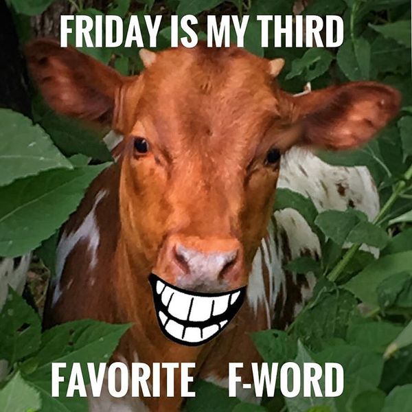 Friday is my third favorite f-word