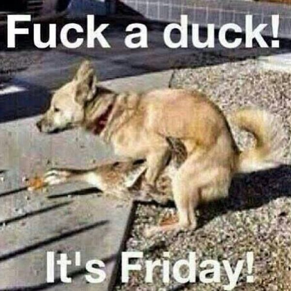 Fuck a duck its friday
