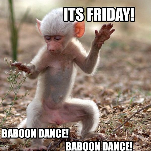 Its friday baboon dance