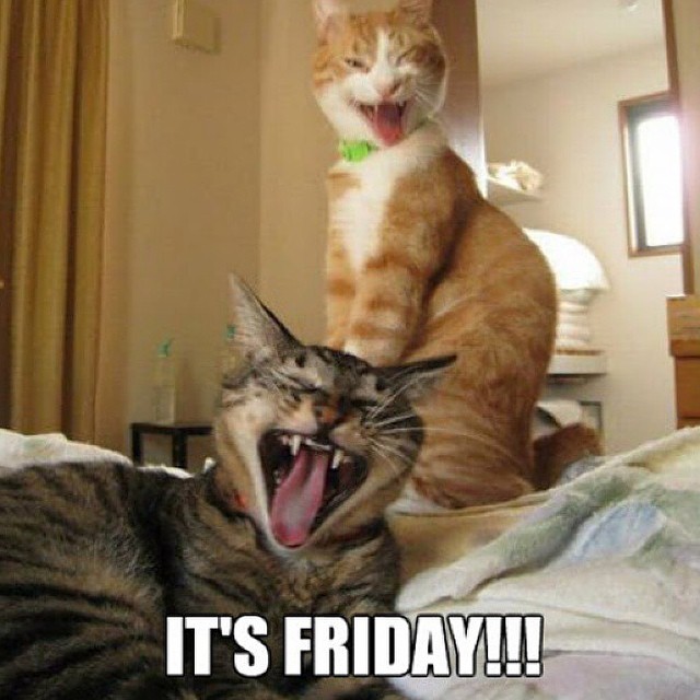 Its friday cats meme