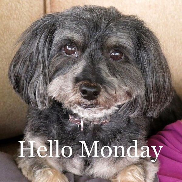 hello monday dog