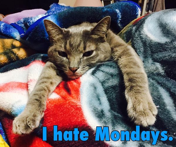 i hate mondays cat meme