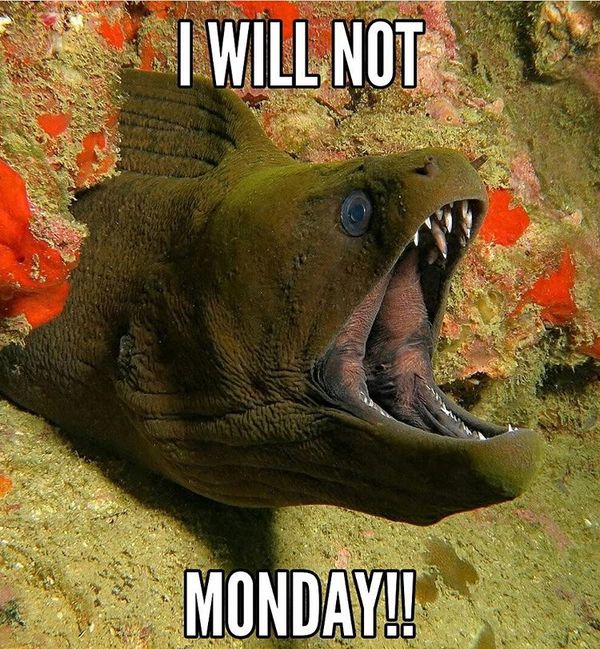 i will no monday