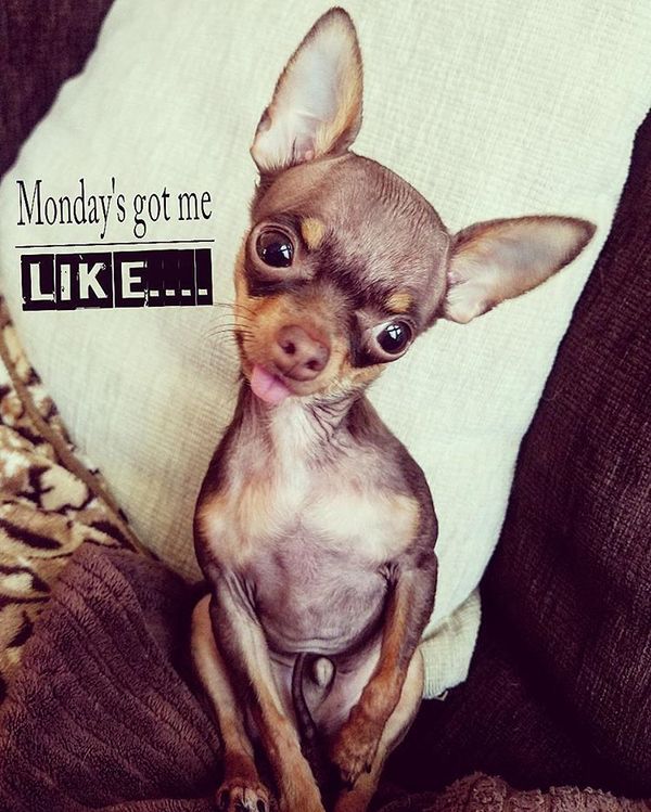 monday small dog