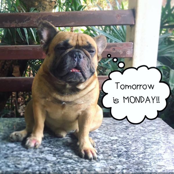 tomorrow is monday dog