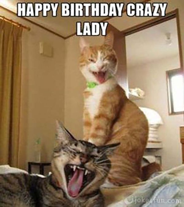 Stylish Crazy Cat Memes