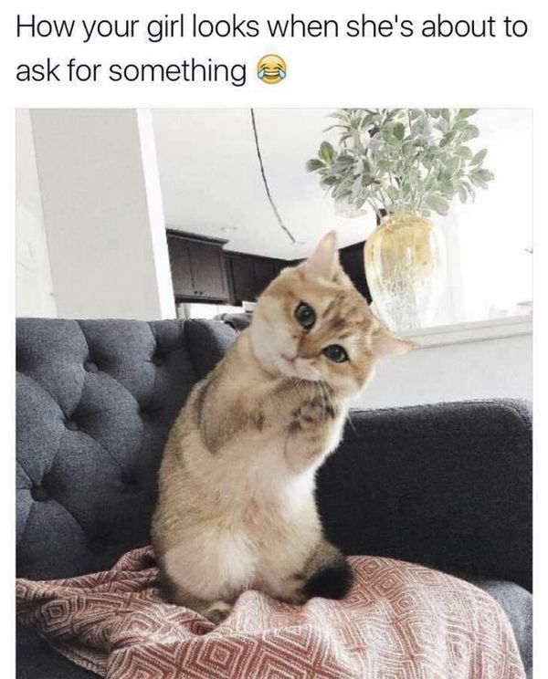 Hot Cute Cat Memes