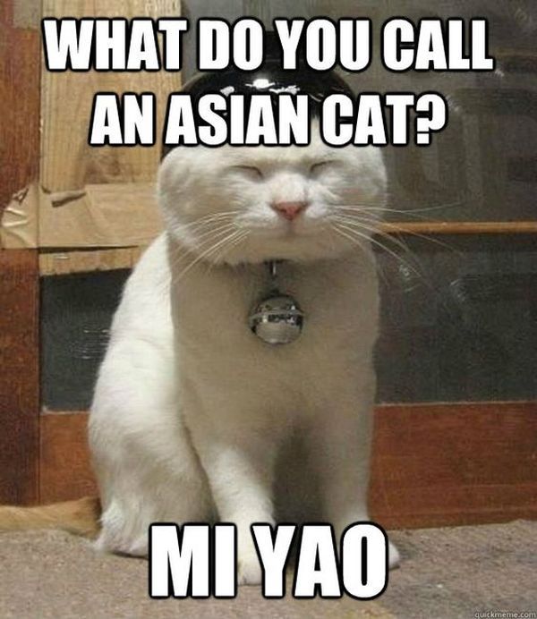 Fabulous Funny Asian Cat