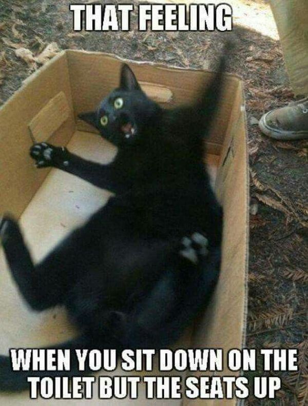 Unbelievable Funny Black Cat Memes