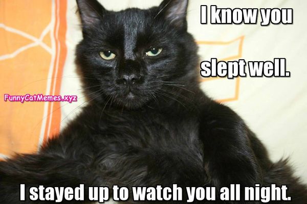 Cool Best Black Cat Memes