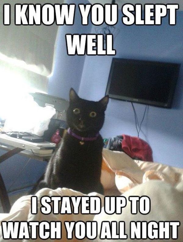 Refined Funny Black Cat Memes