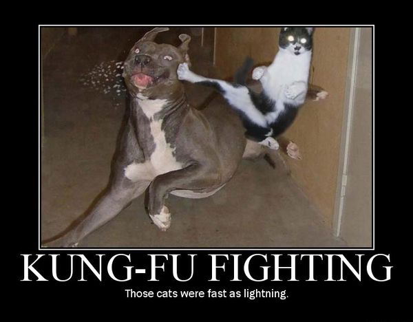 Magnificent Funny Dog and Cat Memes