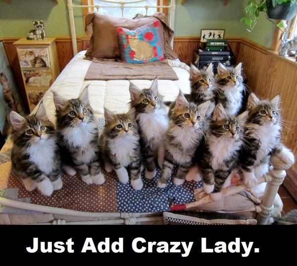 Breathtakin Good Cat Lady Memes