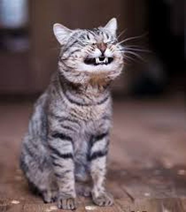 Fascinating Laughing Kitty Meme