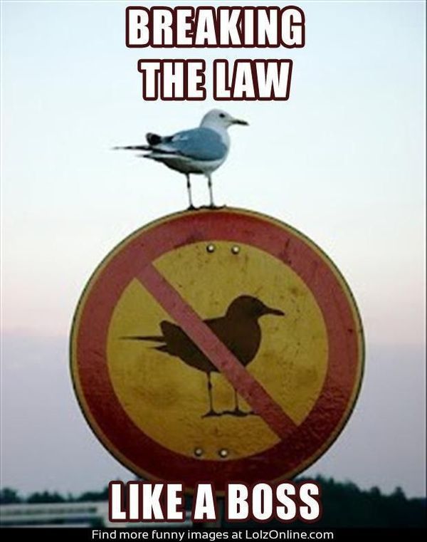 Breaking the law like a boss