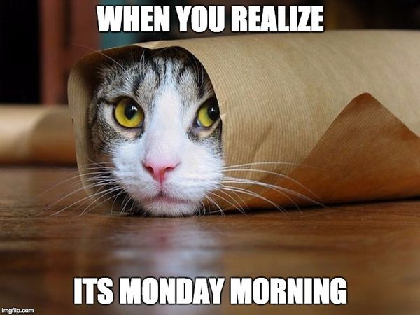 New Monday Cat Meme