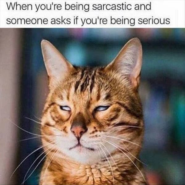 Sarcastic Cat Pictures