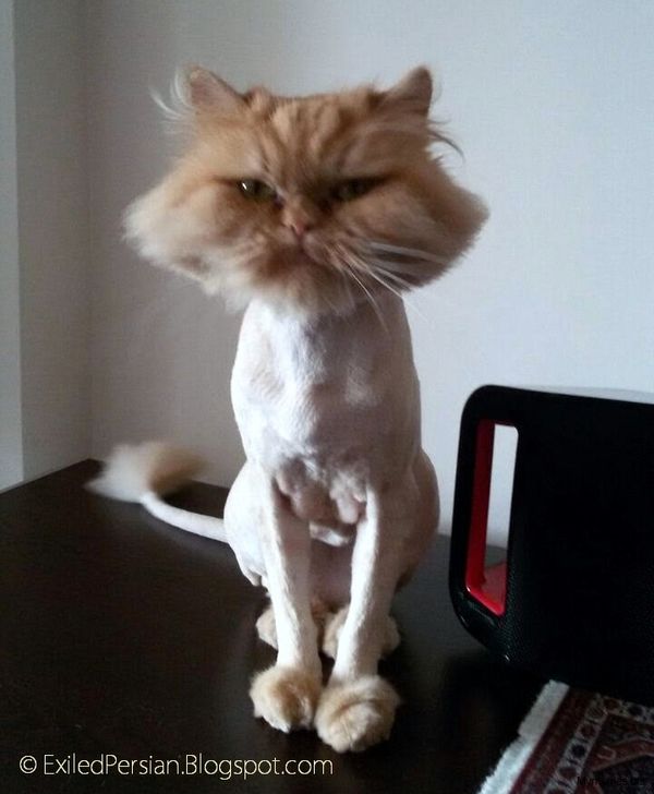 Shaved Cat Meme