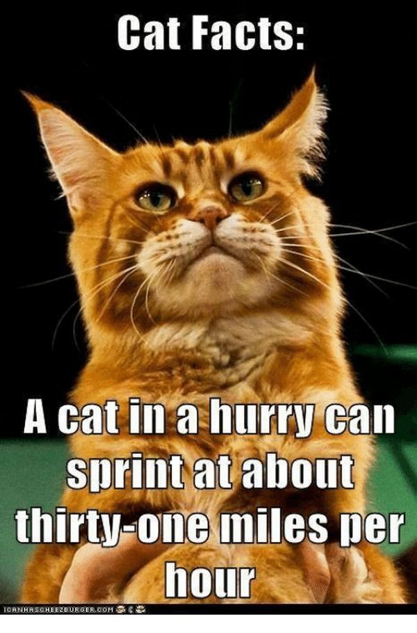 Incredible Cat Facts Meme