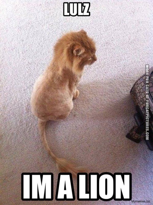 Shaved Cat Meme