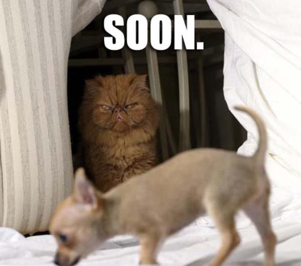 Soon Cat Meme