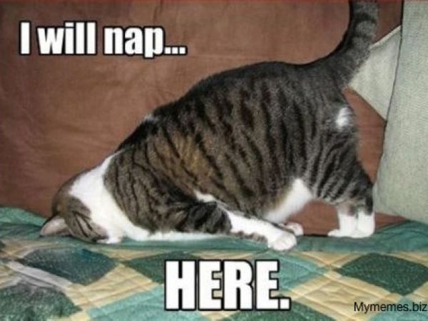 48 Tired Cat Meme jpg Healthy Tips