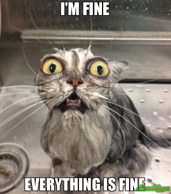 Wet Cat Meme