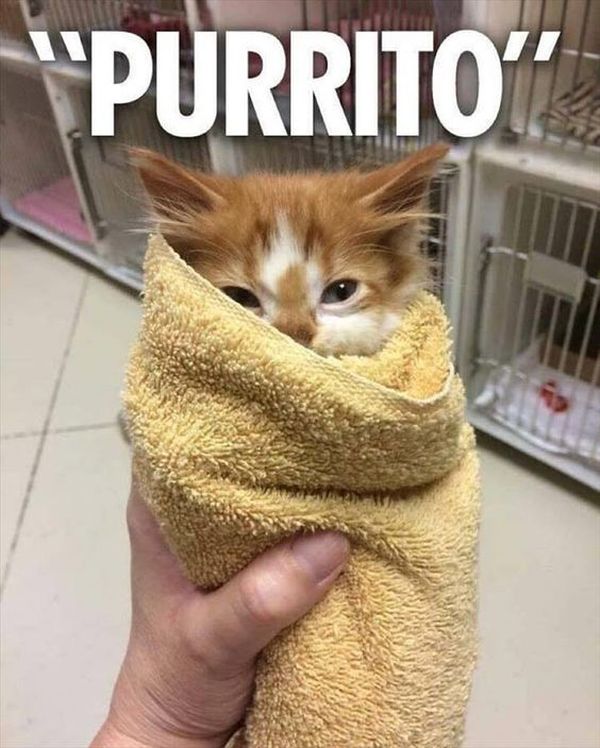 Funny Cat Memes Best Cute Kitten Meme And Pictures