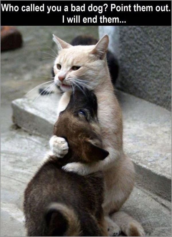 Good funny hug pics