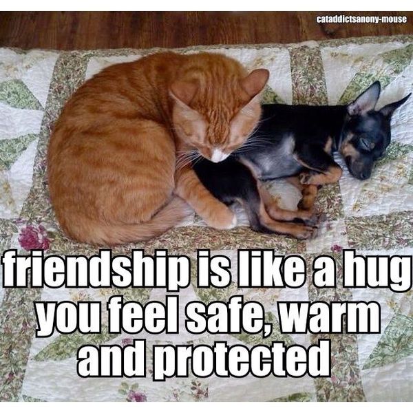 Cool funny hug pics