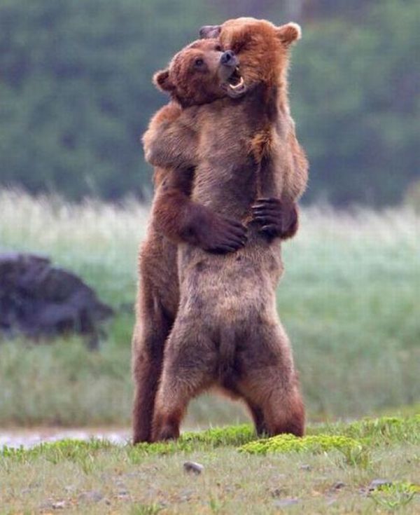 Stunning funny hugging pictures