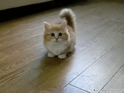 Adorable Cat Gifs to Cheer You Up