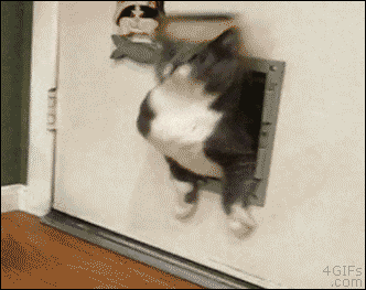 Adorable Cat Gifs to Cheer You Up 1