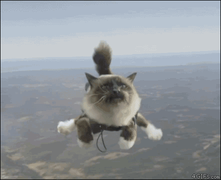 Adorable Cat Gifs to Cheer You Up 2
