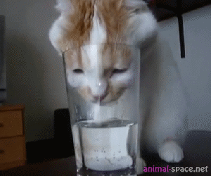 Amusement Gif with Silly Ideas of Cat Games
