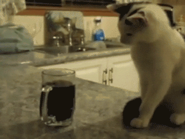 Awesome White Cat on Hilarious Gif