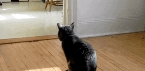 Beautiful Gif Pictures of Running Cat 1