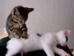 Best Gifs with Sweet Cat