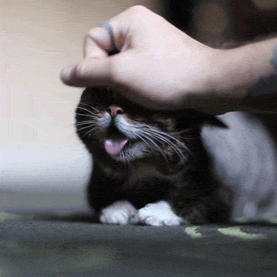 Best Gifs with Sweet Cat 1