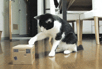 Best Gifs with Sweet Cat 2