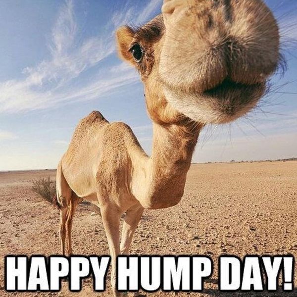 Cool Happy Hump Day Meme 5 Healthy Tips