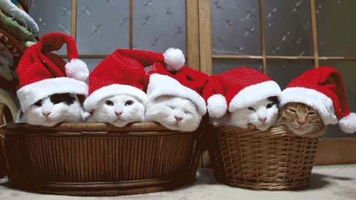 Festive Cat Gif for Christmas