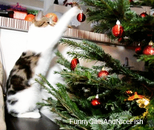 Festive Cat Gif for Christmas 2