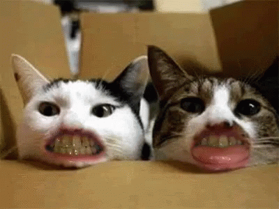 Funny Cat Gifs for Laugh
