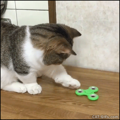 Funny Cat Gifs for Laugh 1